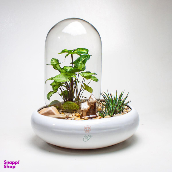 تراریوم سینگونیوم و هاورتیا