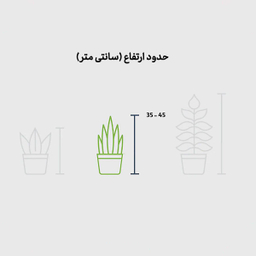 برگ قاشقی هلندی در گلدان سرامیک