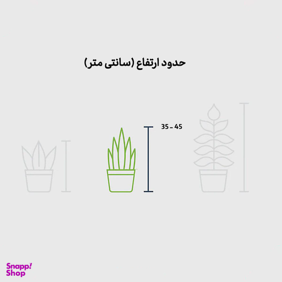 برگ قاشقی هلندی در گلدان سرامیک