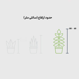 دانه آووکادو