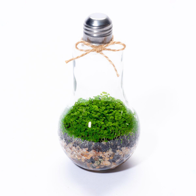 تراریوم حباب کوچک چمن مونت کارلو