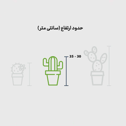 دیش گاردن سرامیکی کاکتوس