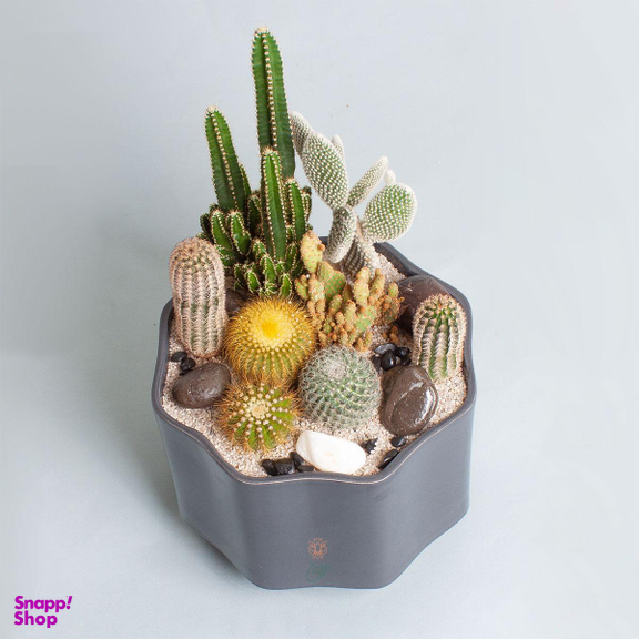 دیش گاردن سرامیکی کاکتوس