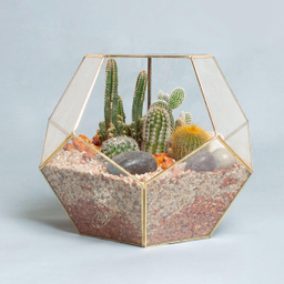 تراریوم کاکتوس کندو – بزرگ