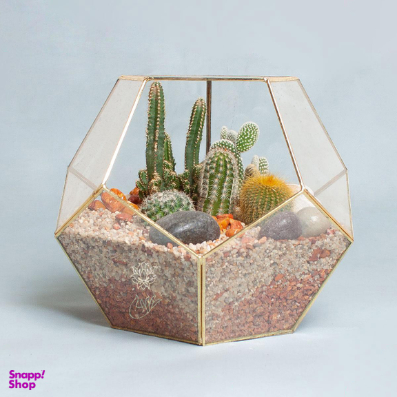 تراریوم کاکتوس کندو – بزرگ