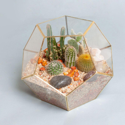 تراریوم کاکتوس کندو – بزرگ