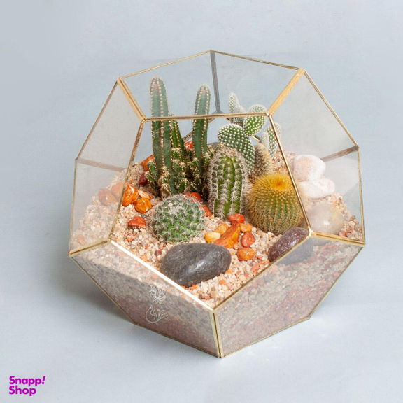 تراریوم کاکتوس کندو – بزرگ