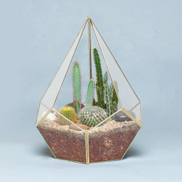 تراریوم کاکتوس الماس – بزرگ