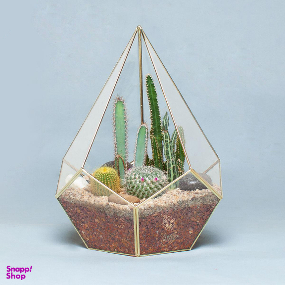 تراریوم کاکتوس الماس – بزرگ