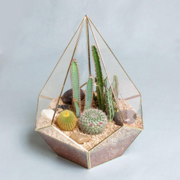 تراریوم کاکتوس الماس – بزرگ