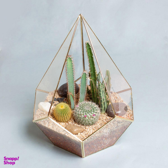 تراریوم کاکتوس الماس – بزرگ