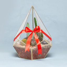 تراریوم کاکتوس الماس – بزرگ