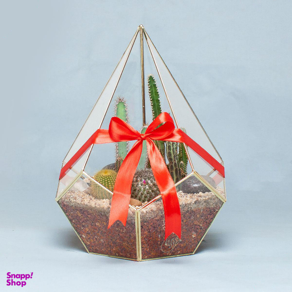 تراریوم کاکتوس الماس – بزرگ