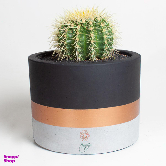 کاکتوس اچینو بزرگ در گلدان بتن