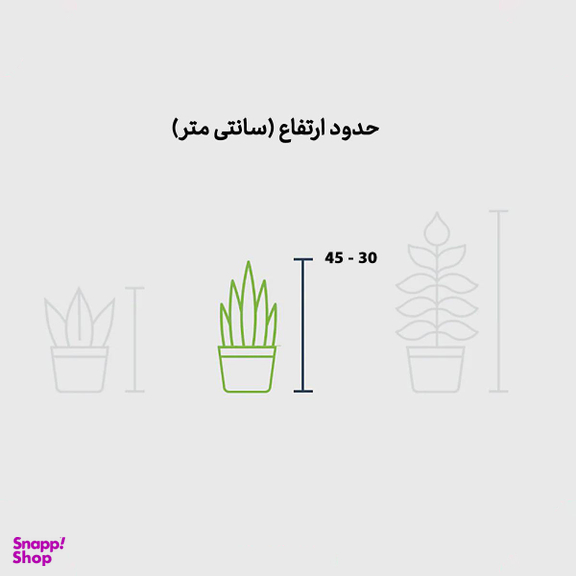 بونسای جنسینگ در گلدان فلزی سفید