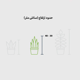 پدیلانتوس با گلدان مواد آلی