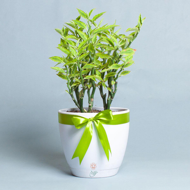 پدیلانتوس با گلدان مواد آلی