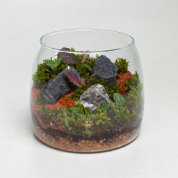 تراریوم شاتل