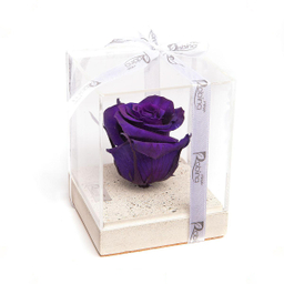 رز جاودان پایه سنگی سفید