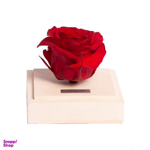 رز جاودان پایه سنگی سفید