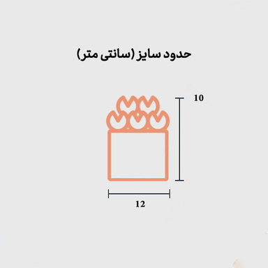 رز جاودان چهار گل