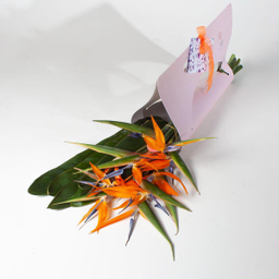 دسته گل استرلیتزیا ( پرنده بهشتی )