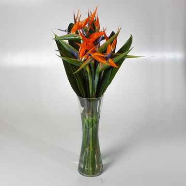 دسته گل استرلیتزیا ( پرنده بهشتی )