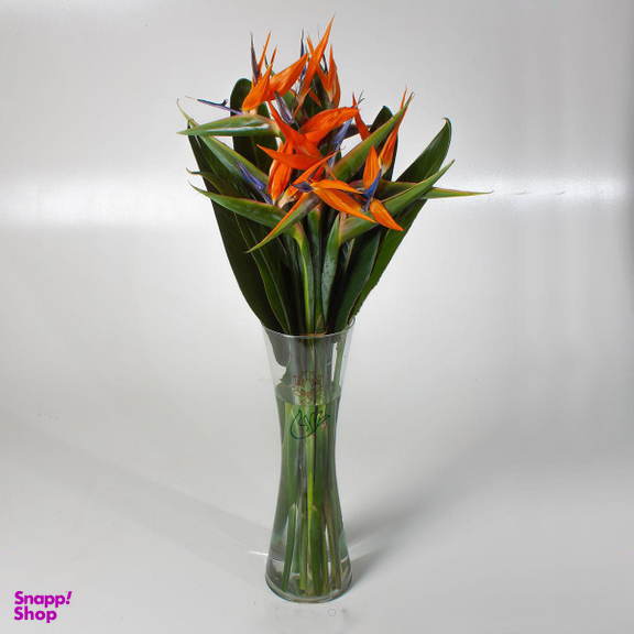 دسته گل استرلیتزیا ( پرنده بهشتی )