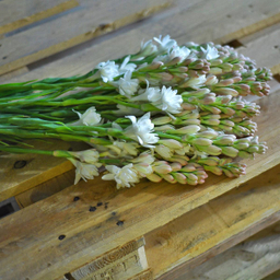 دسته گل مریم