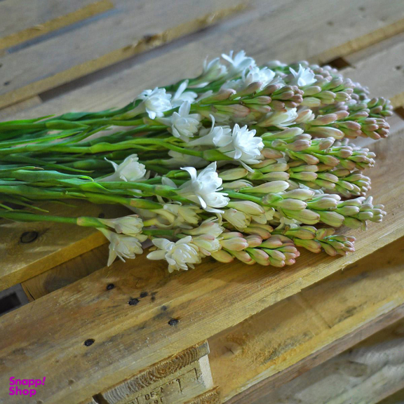 دسته گل مریم