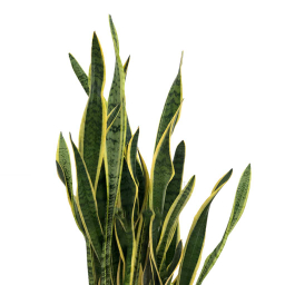 گل طبیعی سانسوریا ابلق ردپات