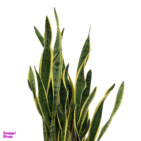 گل طبیعی سانسوریا ابلق ردپات