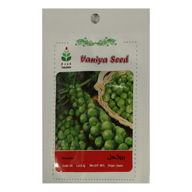 بذر کلم بروکسل آذر سبزینه مدل A101