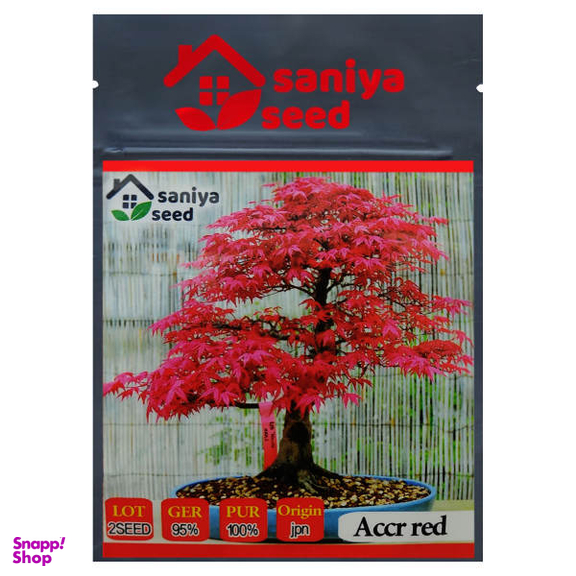 بذر بنسای افرا قرمز ژاپنی سانیا سید مدل S3