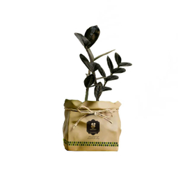 گیاه طبیعی زاموفیلیا سبز شرکت گلباران سبز گیلان مدل GN13-18K