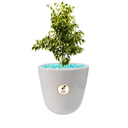 گیاه طبیعی بنجامین ابلق شرکت گلباران سبز گیلان مدل GN13-13L