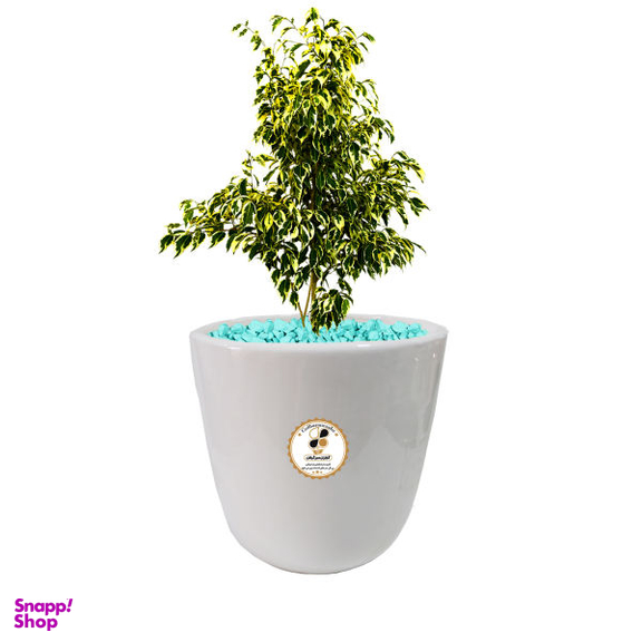 گیاه طبیعی بنجامین ابلق شرکت گلباران سبز گیلان مدل GN13-13L