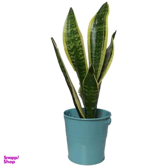 گیاه طبیعی سانسوریا کرواتی ابلق کد pf03