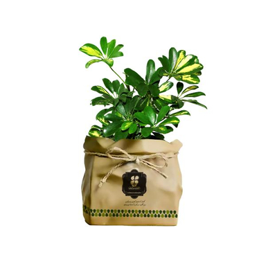 گیاه طبیعی شفلرا شرکت گلباران سبز گیلان مدل GN13-4K