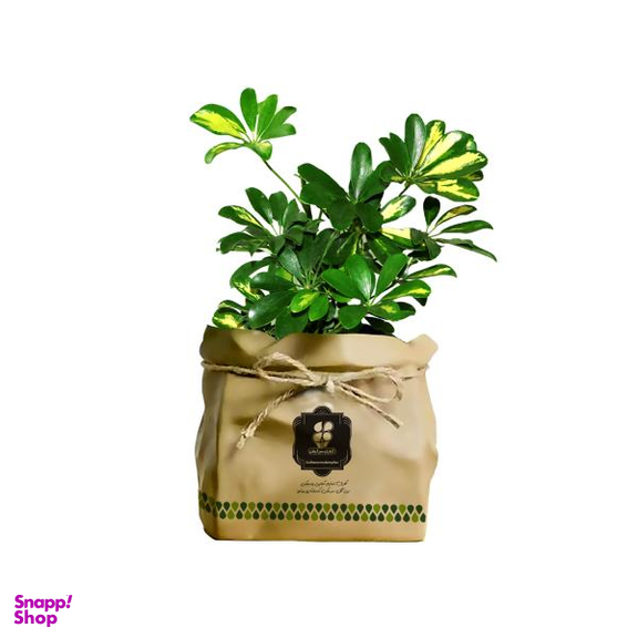 گیاه طبیعی شفلرا شرکت گلباران سبز گیلان مدل GN13-4K