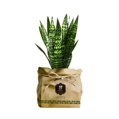 گیاه طبیعی سانسوریا شمشیری شرکت گلباران سبز گیلان مدل GN13-24K