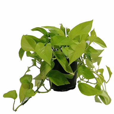گل طبیعی پوتوس مدل 5161892