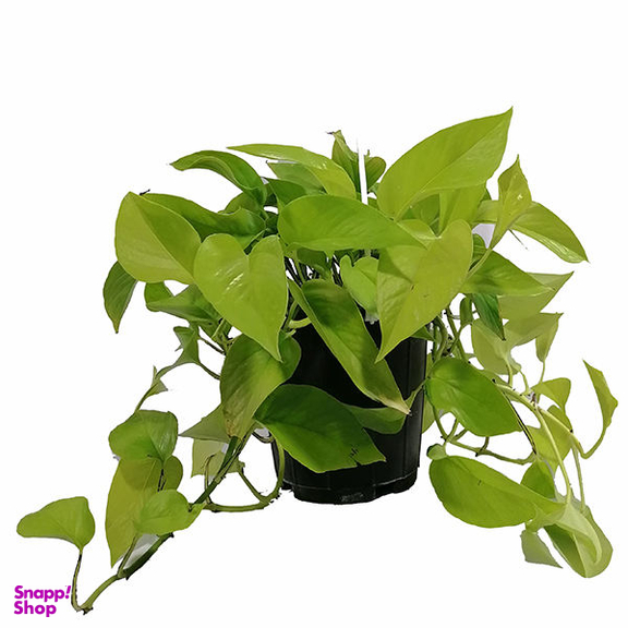 گل طبیعی پوتوس مدل 5161892