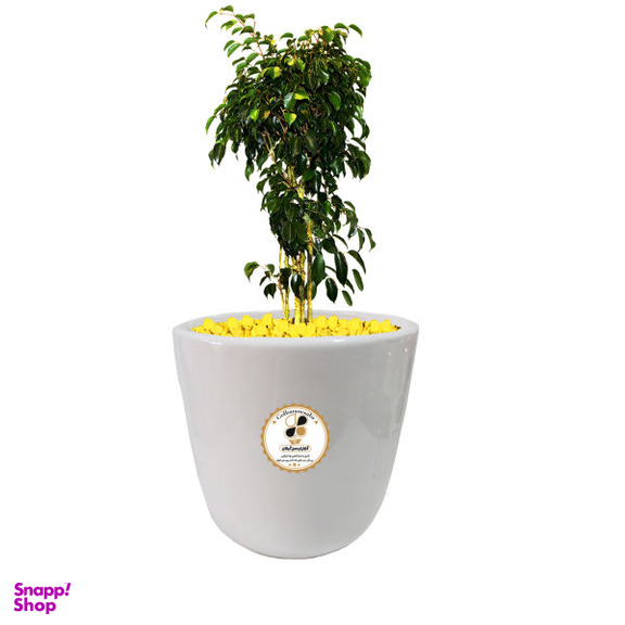 گیاه طبیعی بنجامین سبز شرکت گلباران سبز گیلان مدل GN13-12L