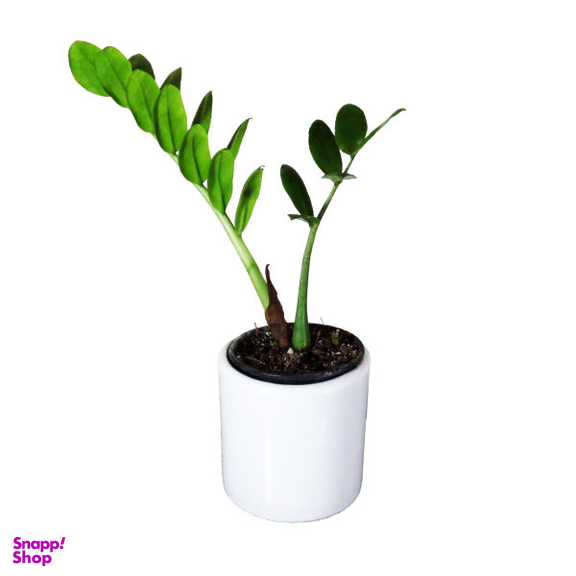 گل طبیعی زاموفیلیا کد AS-51