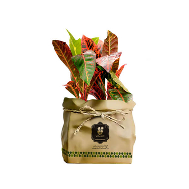 گیاه طبیعی کروتون رنگارنگ شرکت گلباران سبز گیلان مدل GN13-2CK