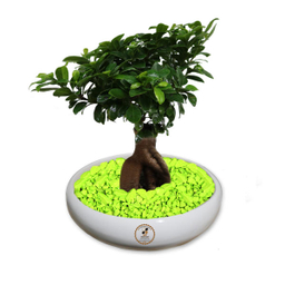 گل طبیعی بونسای فیکوس جینسینگ رتوزا شرکت گلباران سبز گیلان مدل GNB-FG3