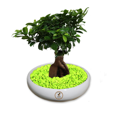 گل طبیعی بونسای فیکوس جینسینگ رتوزا شرکت گلباران سبز گیلان مدل GNB-FG3