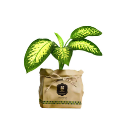 گیاه طبیعی دیفن باخیا شرکت گلباران سبز گیلان مدل GN13-15K