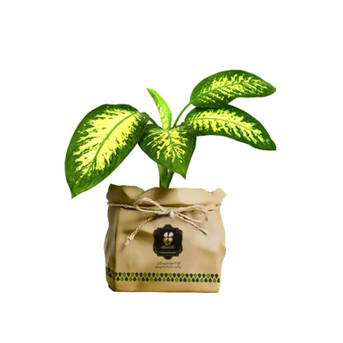 گیاه طبیعی دیفن باخیا شرکت گلباران سبز گیلان مدل GN13-15K